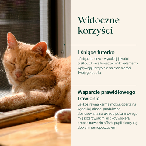 Karma mokra dla kota z cielęciną