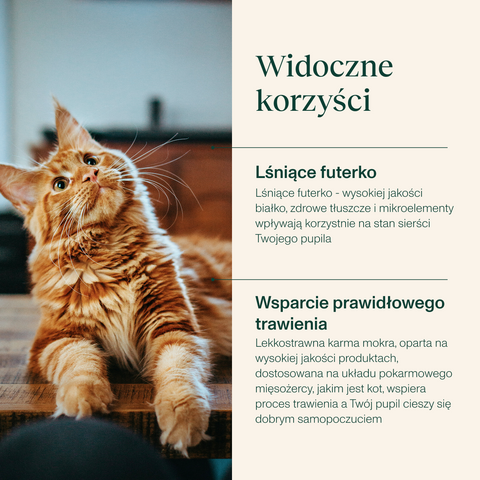 Karma dla kota z indykiem
