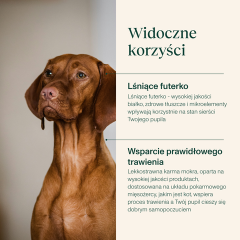 Karma dla psa bogata w dziczyznę