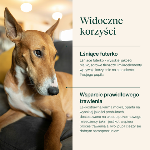 Karma dla psa bogata w wołowinę