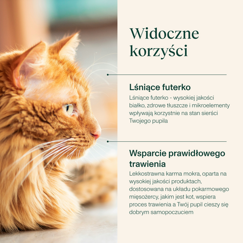 Karma dla kota z kaczką