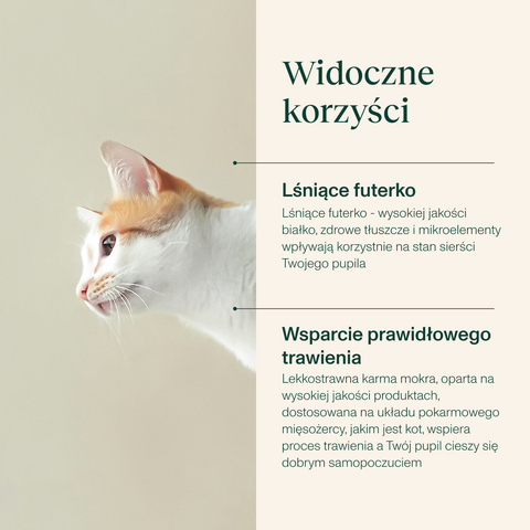 Karma mokra dla kota bogata w łososia