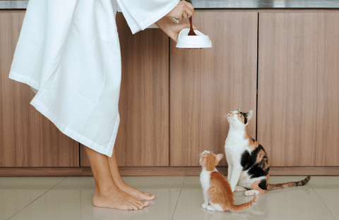 Zachowania pokarmowe kotów