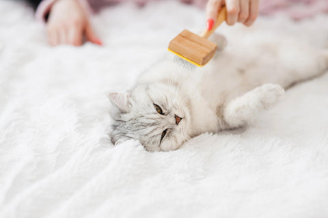 Imponująca sierść wynikiem prawidłowego żywienia