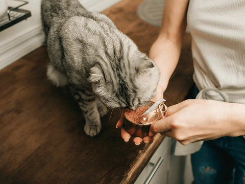 Co wybrać? Mokra czy sucha karma dla kota?