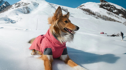 Ubieranie psów jesienią i zimą – potrzeba czy moda?