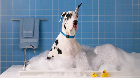 Kąpanie psa zimą – co musisz wiedzieć?