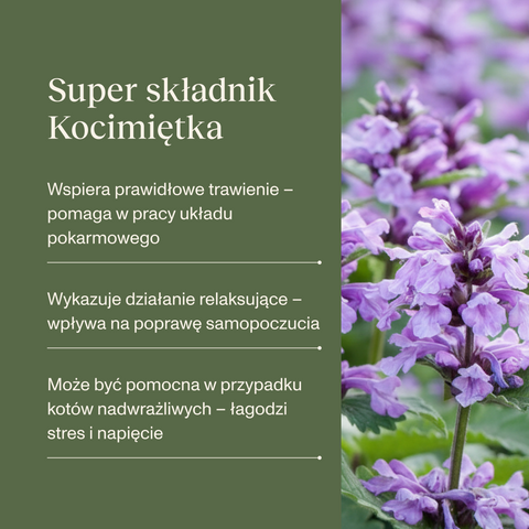 Indyk z dzikiem karma Premium+ dla kota