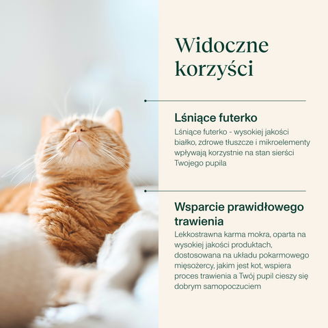 Karma mokra dla kota bogata w dorsza