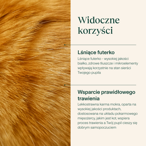 Karma mokra dla kota bogata w jagnięcinę