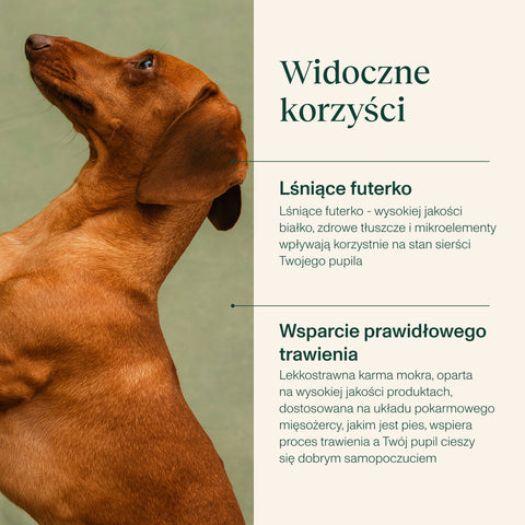 Karma mokra dla psa z dziczyzną