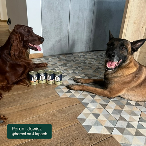 Karma mokra dla psa z wołowiną